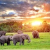 overnight__elephant_encounter_for_two_harties